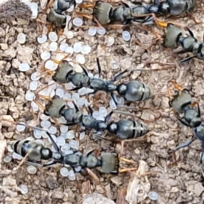 Myrmecia sp., pilosula-group (Jack jumper) at Kingsdale, NSW - 7 Oct 2025 by trevorpreston