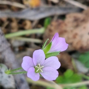 Geranium (genus) at Kingsdale, NSW - Today by trevorpreston