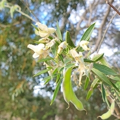 Chamaecytisus palmensis (Tagasaste, Tree Lucerne) at Penrose, NSW - 7 Oct 2025 by Aussiegall
