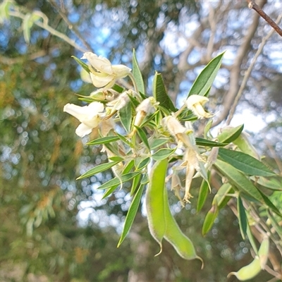 Chamaecytisus palmensis (Tagasaste, Tree Lucerne) at Penrose, NSW - 7 Oct 2025 by Aussiegall