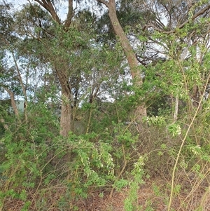 Chamaecytisus palmensis at Penrose, NSW - 7 Oct 2025 05:27 PM