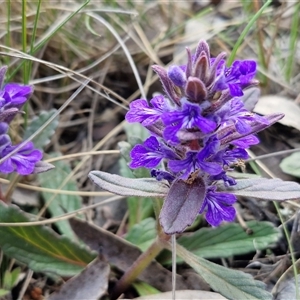 Ajuga australis at Kingsdale, NSW - Today by trevorpreston