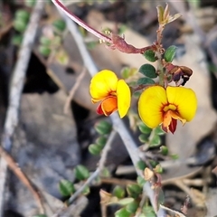 Bossiaea buxifolia at Kingsdale, NSW - 7 Oct 2025 by trevorpreston