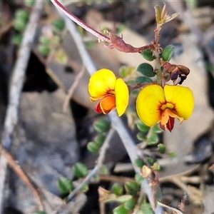Bossiaea buxifolia at Kingsdale, NSW - Today by trevorpreston