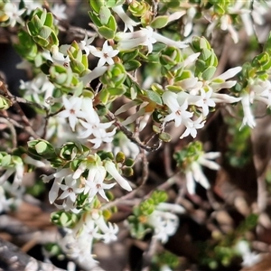 Unverified Other Shrub at Kingsdale, NSW - Today by trevorpreston