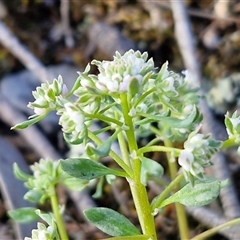 Poranthera microphylla at Kingsdale, NSW - 7 Oct 2025 by trevorpreston