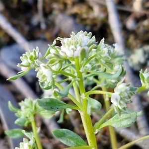 Poranthera microphylla at Kingsdale, NSW - Today by trevorpreston