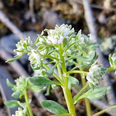 Poranthera microphylla at Kingsdale, NSW - 7 Oct 2025 by trevorpreston