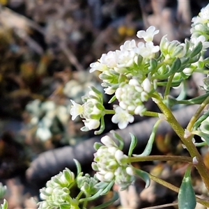 Poranthera microphylla at Kingsdale, NSW - 7 Oct 2025 05:16 PM