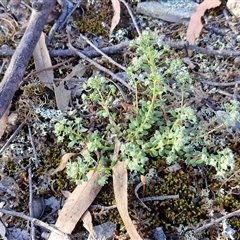 Poranthera microphylla at Kingsdale, NSW - 7 Oct 2025 05:16 PM