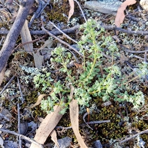 Poranthera microphylla at Kingsdale, NSW - 7 Oct 2025 05:16 PM