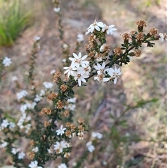 Olearia microphylla (Olearia) at Penrose, NSW - 7 Oct 2025 by Aussiegall