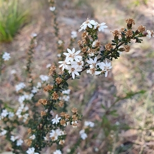 Olearia microphylla (Olearia) at Penrose, NSW - Today by Aussiegall