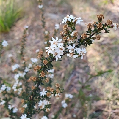 Olearia microphylla (Olearia) at Penrose, NSW - 7 Oct 2025 by Aussiegall