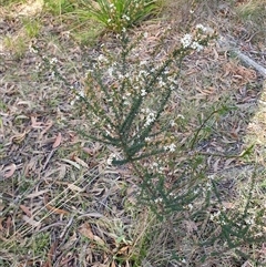 Olearia microphylla at Penrose, NSW - 7 Oct 2025 05:32 PM