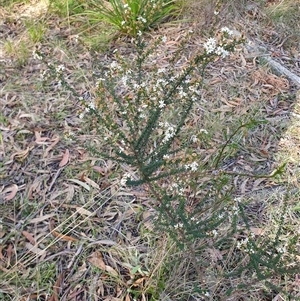 Olearia microphylla at Penrose, NSW - 7 Oct 2025 05:32 PM