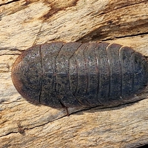 Laxta sp. (genus) (Bark cockroach) at Kingsdale, NSW - Today by trevorpreston