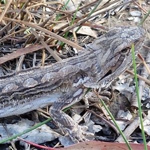 Pogona barbata at Kingsdale, NSW - Today by trevorpreston