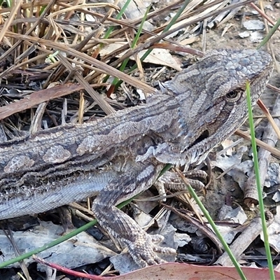 Pogona barbata (Eastern Bearded Dragon) at Kingsdale, NSW - 7 Oct 2025 by trevorpreston