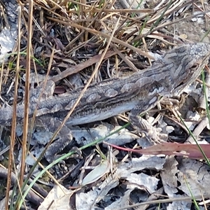 Pogona barbata at Kingsdale, NSW - suppressed