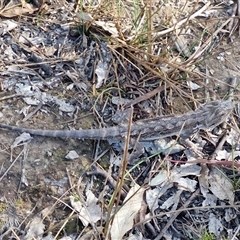 Pogona barbata at Kingsdale, NSW - suppressed