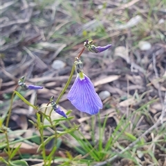 Hybanthus monopetalus (Slender Violet) at Penrose, NSW - 7 Oct 2025 by Aussiegall