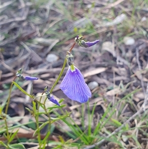 Hybanthus monopetalus at Penrose, NSW - Today by Aussiegall