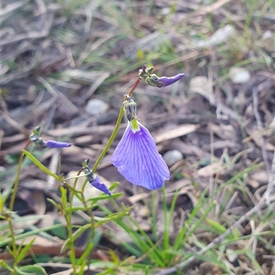 Hybanthus monopetalus (Slender Violet) at Penrose, NSW - 7 Oct 2025 by Aussiegall