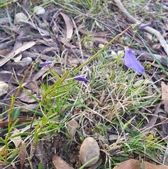 Hybanthus monopetalus at Penrose, NSW - 7 Oct 2025 05:39 PM