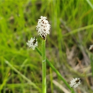 Eleocharis acuta at Kingsdale, NSW - Today by trevorpreston