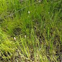 Eleocharis (genus) at Kingsdale, NSW - 7 Oct 2025 05:00 PM