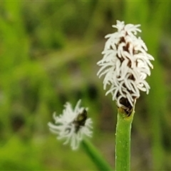 Eleocharis (genus) at Kingsdale, NSW - 7 Oct 2025 05:00 PM