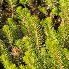 Myriophyllum crispatum (Water Millfoil) at Kingsdale, NSW - 7 Oct 2025 by trevorpreston