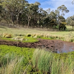 Myriophyllum crispatum at Kingsdale, NSW - 7 Oct 2025 04:56 PM