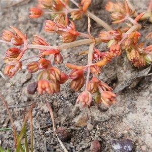 Crassula decumbens var. decumbens at Kingsdale, NSW - 7 Oct 2025 04:55 PM