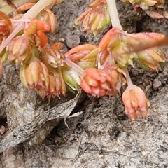Crassula decumbens var. decumbens at Kingsdale, NSW - 7 Oct 2025 04:55 PM