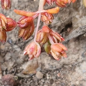 Crassula decumbens var. decumbens at Kingsdale, NSW - 7 Oct 2025 04:55 PM