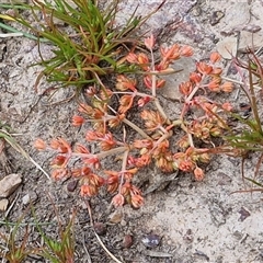 Crassula decumbens var. decumbens at Kingsdale, NSW - 7 Oct 2025 04:55 PM
