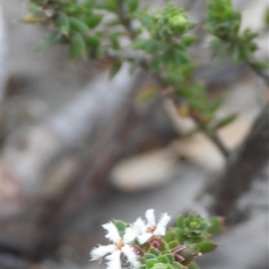 Leucopogon or Styphelia sp. at Fadden, ACT - 6 Oct 2025 09:22 AM