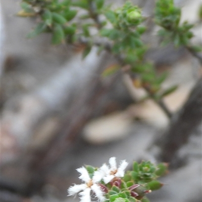 Leucopogon or Styphelia sp. (A Beard-heath) at Fadden, ACT - 6 Oct 2025 by DavidDedenczuk