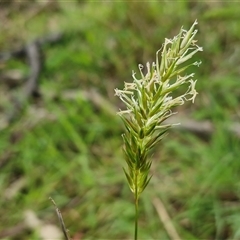Anthoxanthum odoratum at Kingsdale, NSW - 7 Oct 2025 by trevorpreston