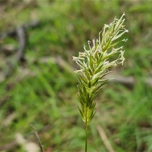 Anthoxanthum odoratum at Kingsdale, NSW - Today by trevorpreston