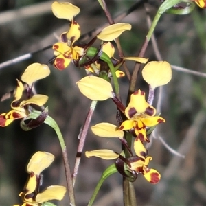 Diuris pardina at Ainslie, ACT - suppressed