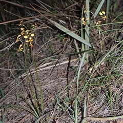 Diuris pardina at Ainslie, ACT - suppressed