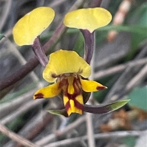 Diuris pardina at Ainslie, ACT - suppressed