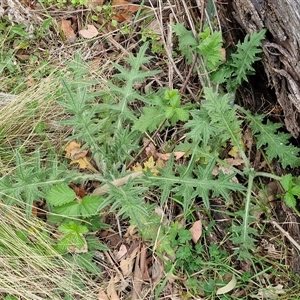 Cirsium vulgare at Kingsdale, NSW - Today by trevorpreston