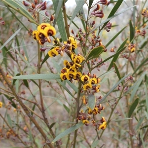 Daviesia mimosoides at Fadden, ACT - Yesterday by DavidDedenczuk