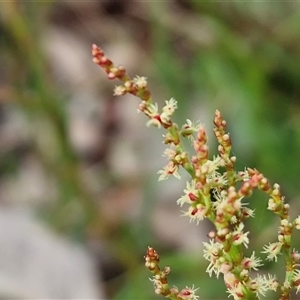 Rumex acetosella at Kingsdale, NSW - Today by trevorpreston