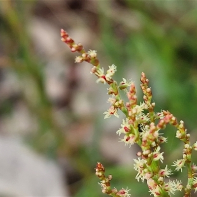 Rumex acetosella (Sheep Sorrel) at Kingsdale, NSW - 7 Oct 2025 by trevorpreston