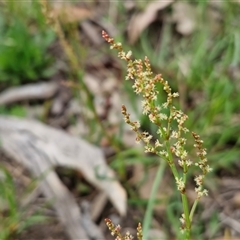 Rumex acetosella at Kingsdale, NSW - 7 Oct 2025 04:48 PM